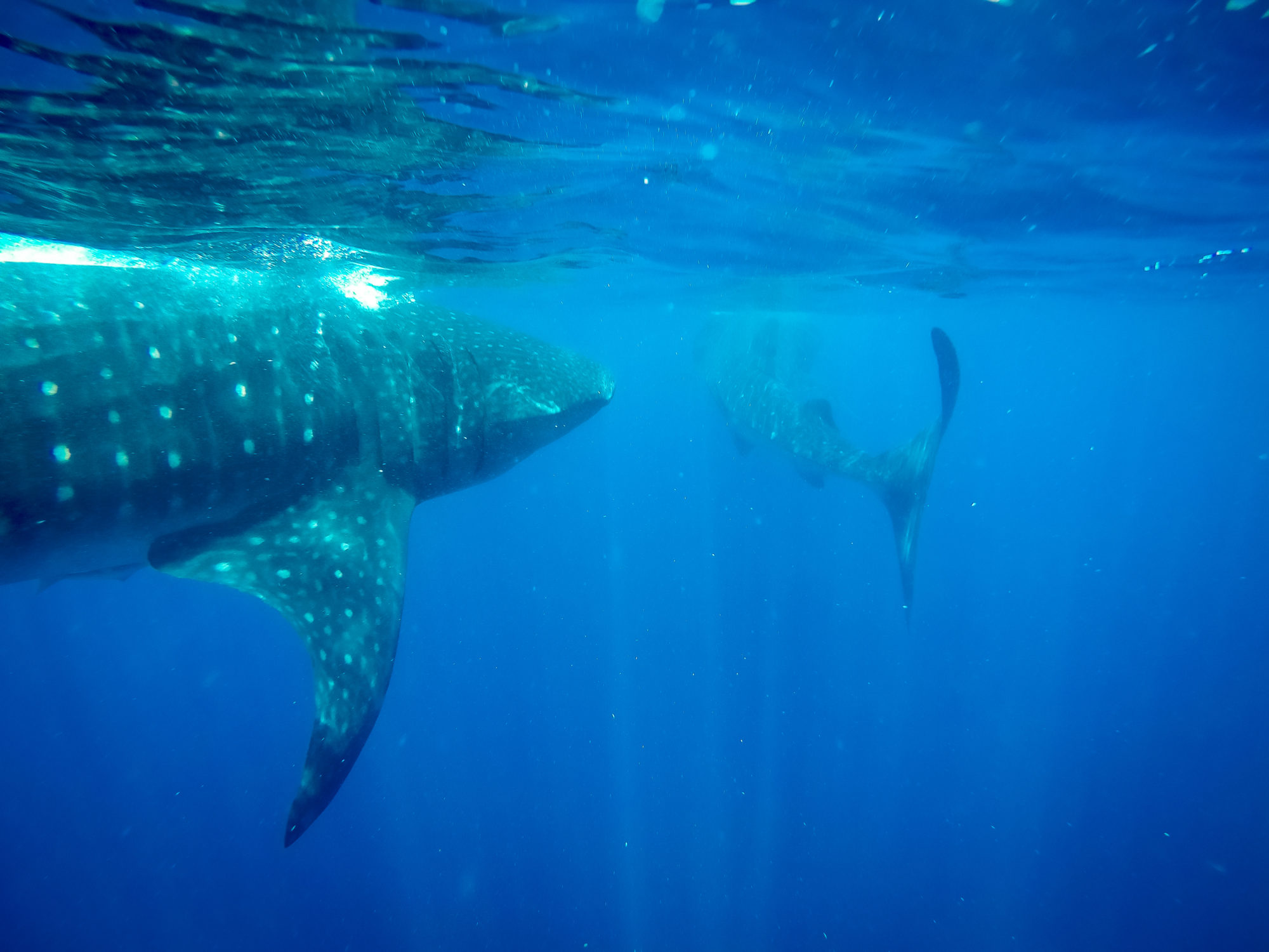 whale sharks mexico