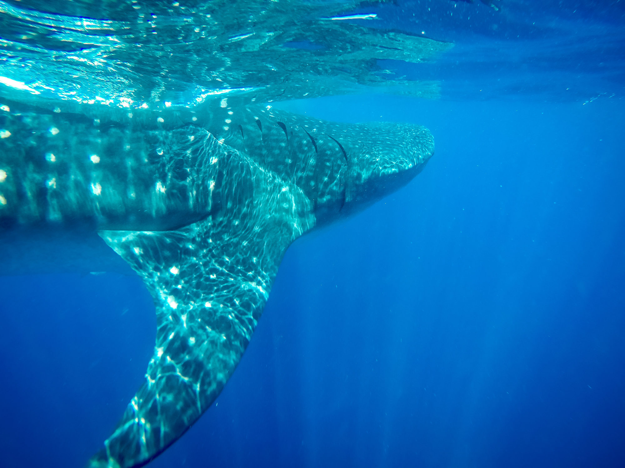 whale sharks mexico